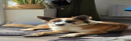 Mixed Breed dogs for adoption: Kyle - Beautiful Collie mix boy  - Advert 6