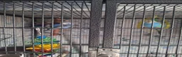 Budgerigars birds for sale: Budgies - Advert 2