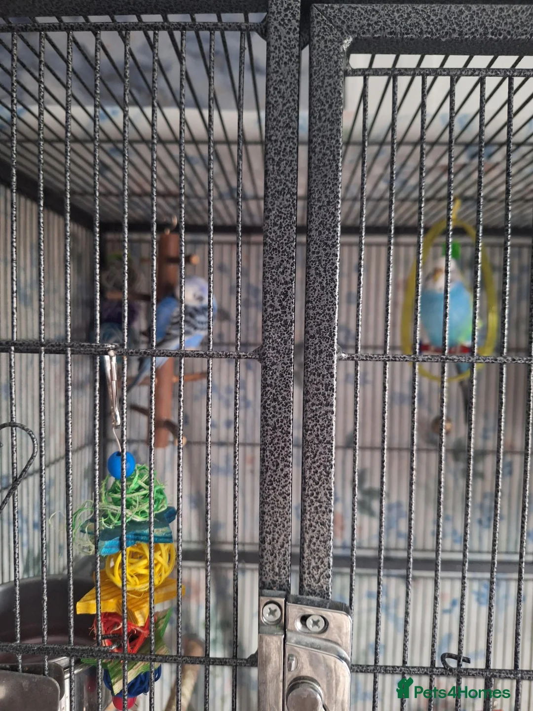 Budgerigars birds for sale: Budgies - Advert 2