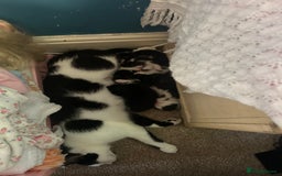 Domestic Shorthair cats for sale: 2 gorgeous female kittens - Image 7