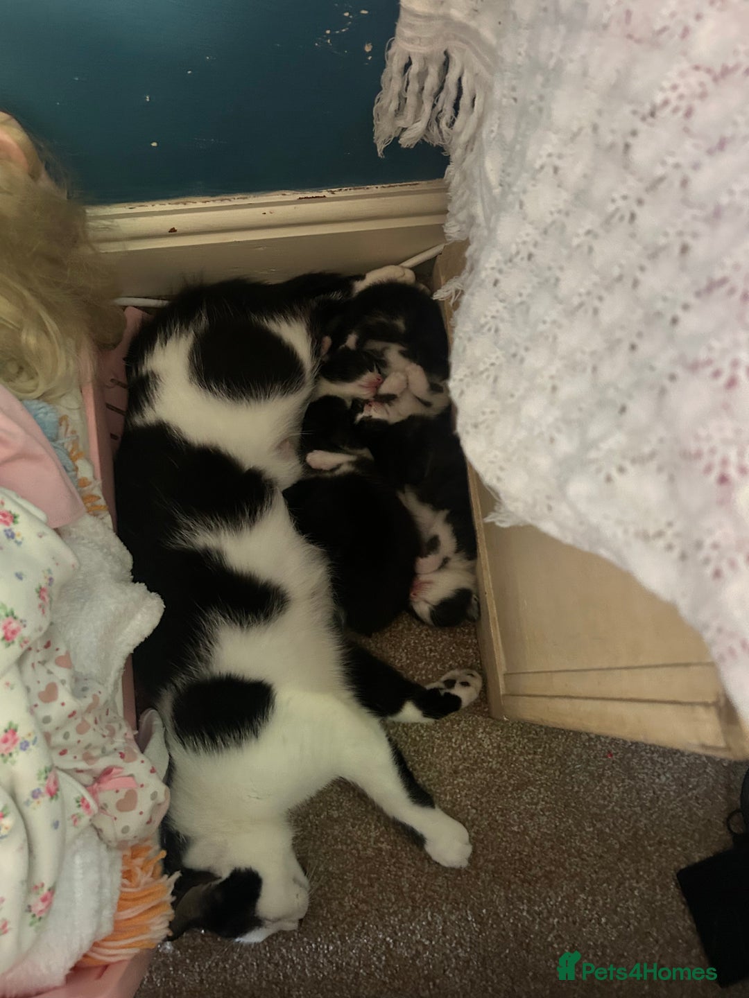 Domestic Shorthair cats for sale: 2 gorgeous female kittens - Image 7