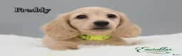 Miniature Dachshund dogs for stud: Miniature Longhaired Chocolate and Cream Stud - Advert 10