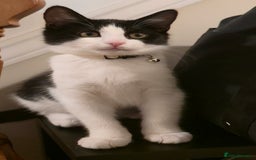 British Shorthair cats for sale: Little Karl Needs A New Home - Image 2