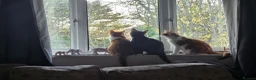 British Shorthair cats for sale: ONE MALE AND TWIN GIRLS  in Northolt - Advert 10