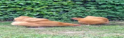 Chickens poultry for sale: Pure Breed Buff Orpingtons  in Norwich - Advert 3