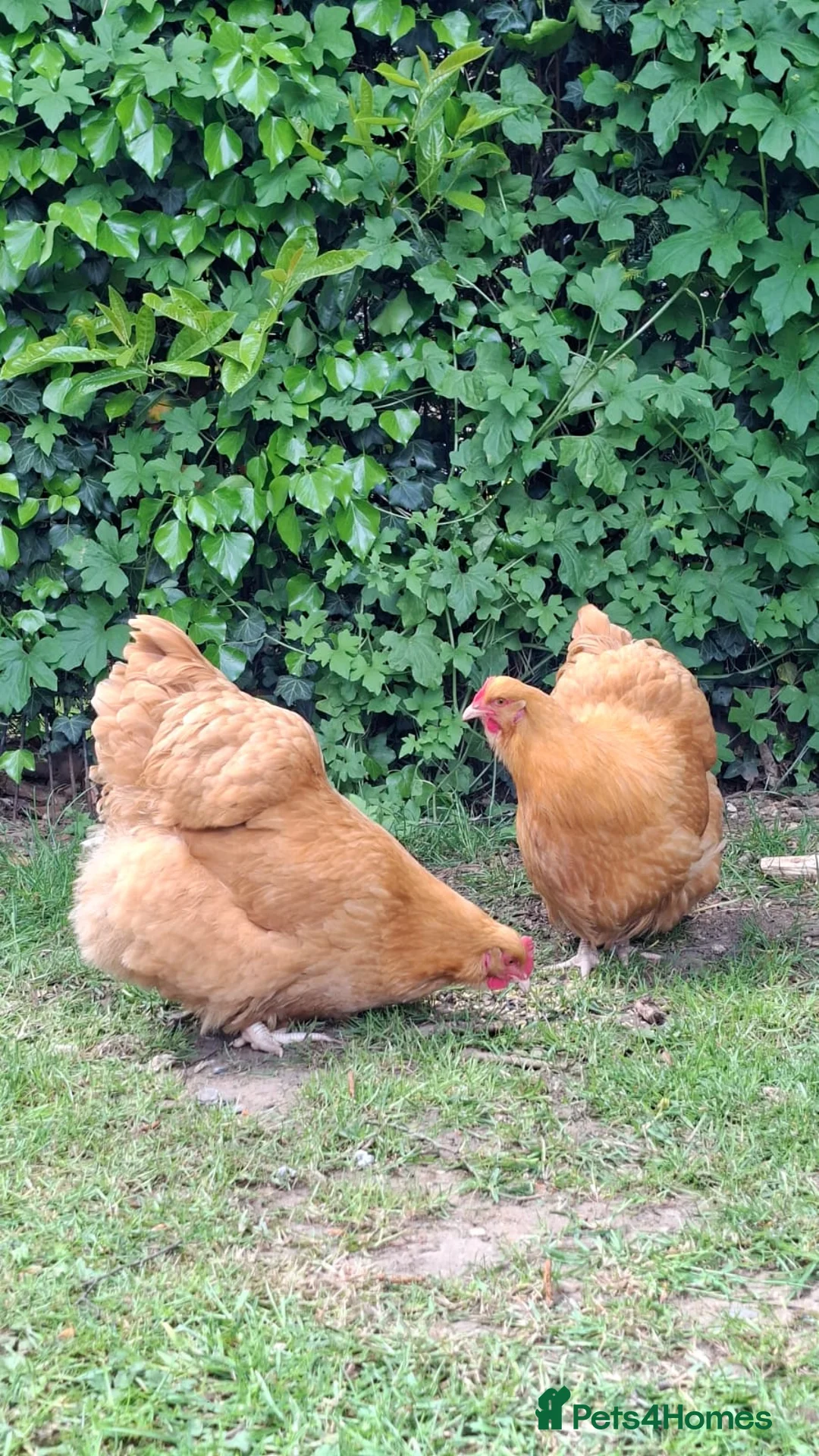 Chickens poultry for sale: Pure Breed Buff Orpingtons  in Norwich - Advert 3