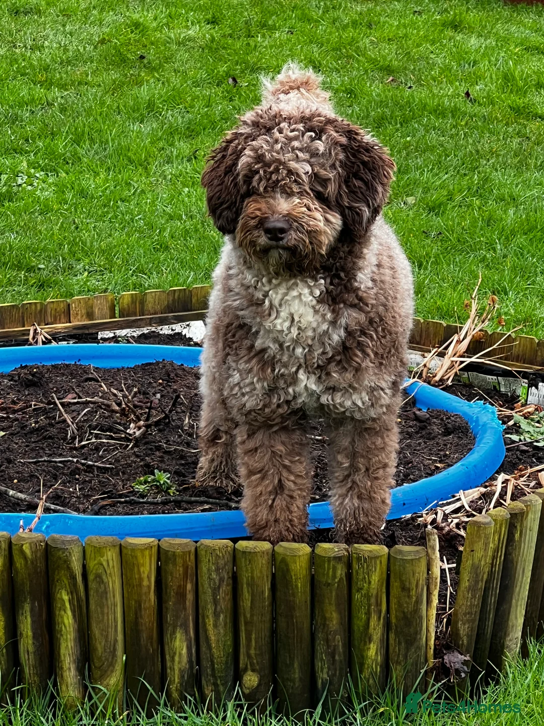 Miniature Poodle dogs for stud: Chocolate Merle Miniature Poodle Fully DNA Tested in Radstock - Advert 9