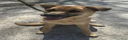 Mixed Breed dogs for adoption: Moccachino - Advert 3