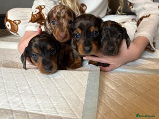 Miniature Dachshund dogs Miniature dapple daschund puppies for sale - Advert 6