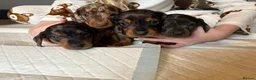 Miniature Dachshund dogs for sale: READY TO GO! dapple/merle daschund puppies - Advert 1