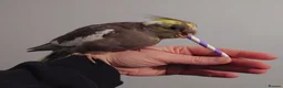 Cockatiels birds for sale: Hand reread silly tame DNA sexed baby cockatiels  - Advert 13