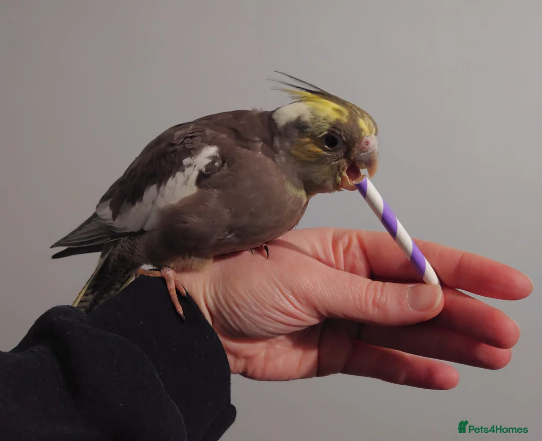 Cockatiels birds for sale: Hand reread silly tame DNA sexed baby cockatiels  - Advert 13