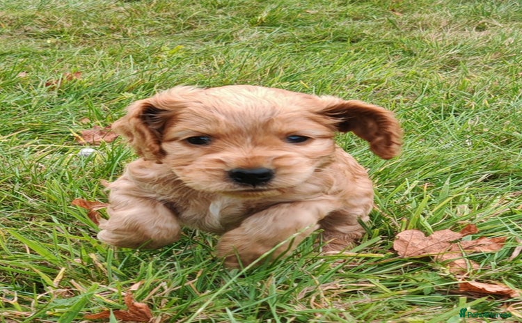 Cocker Spaniel dogs - Advert 5