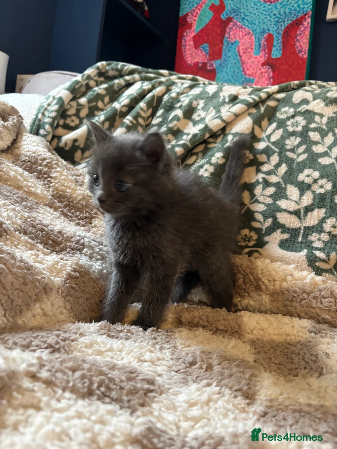 Ragdoll cats for sale: 4 bundles of Ragdoll x joy - Advert 25