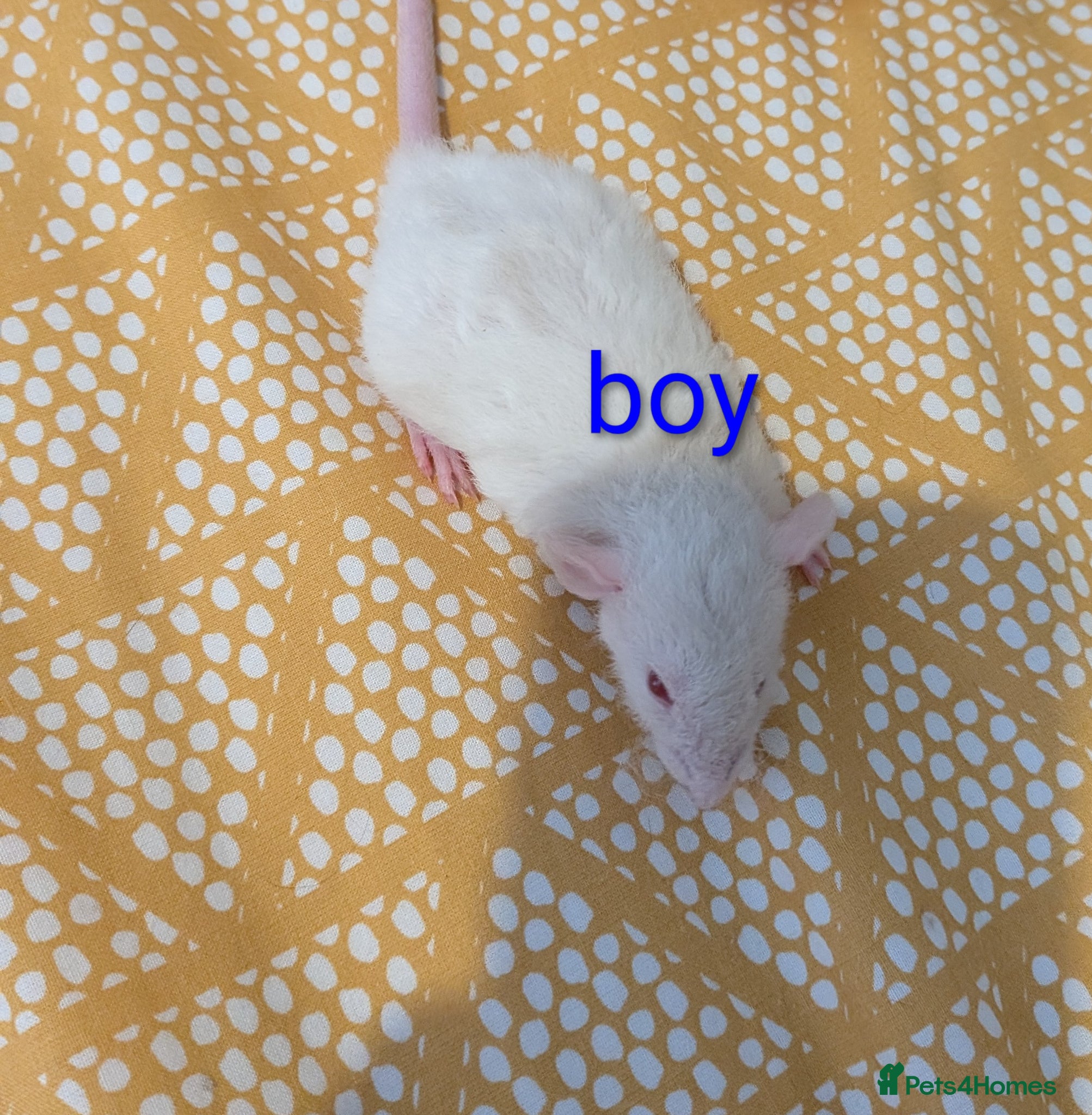 Rat rodents Baby Dumbo/rex rats, very sweet natured - Advert 2