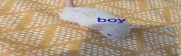 Rat rodents for sale: Baby Dumbo/rex rats, very sweet natured - Advert 4