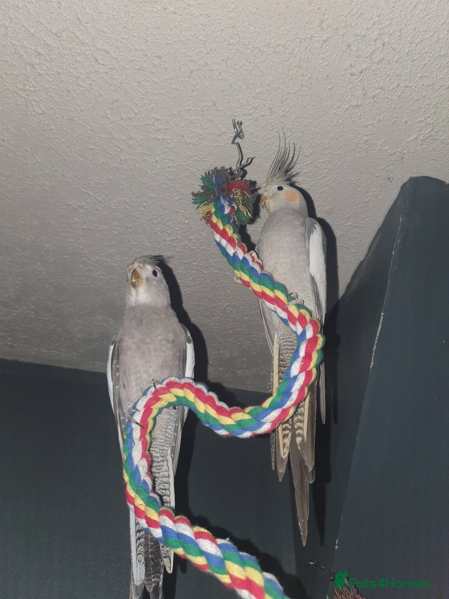 Cockatiels birds Male and Female cockatiel, both to go together!!! in Bingley - Advert 4