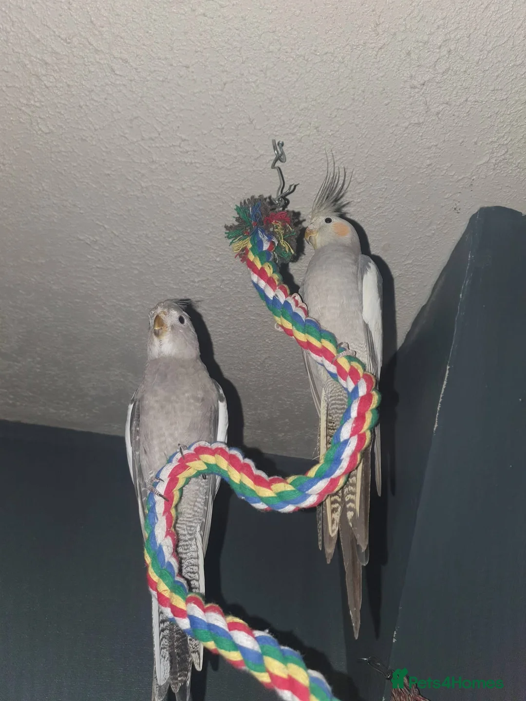 Cockatiels birds for sale: Male and Female cockatiel, both to go together!!! in Bingley - Advert 1