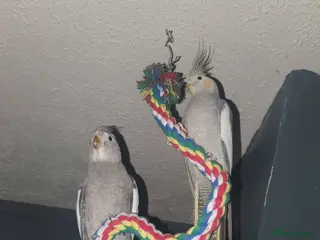 Cockatiels birds Male and Female cockatiel, both to go together!!! in Bingley - Advert 1