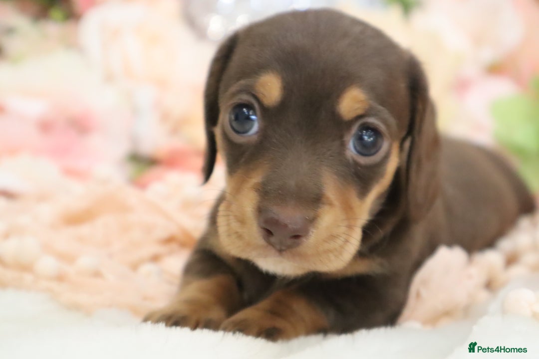 Miniature Dachshund dogs for sale: KC Registered Miniature Dachshund Puppies - Image 14