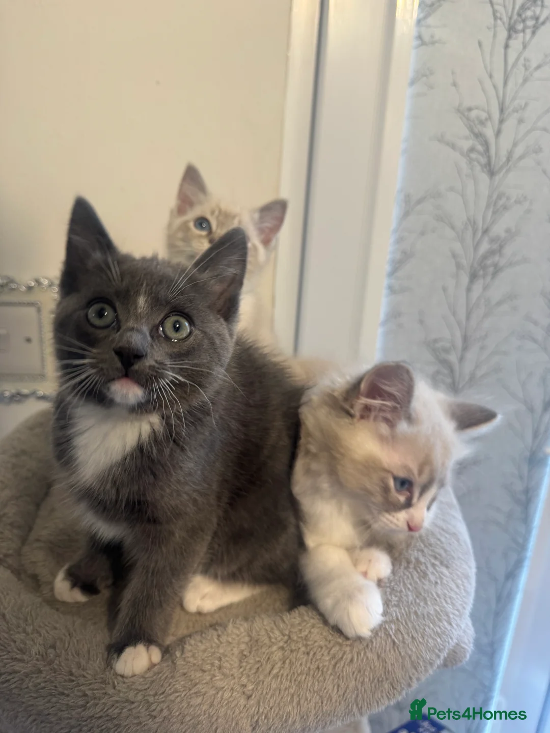 Ragdoll cats for sale: Adorable Ragdoll Kittens - Advert 10