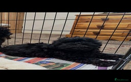 Shihpoo dogs for sale: Gorgeous shihpoo puppies  - Advert 4