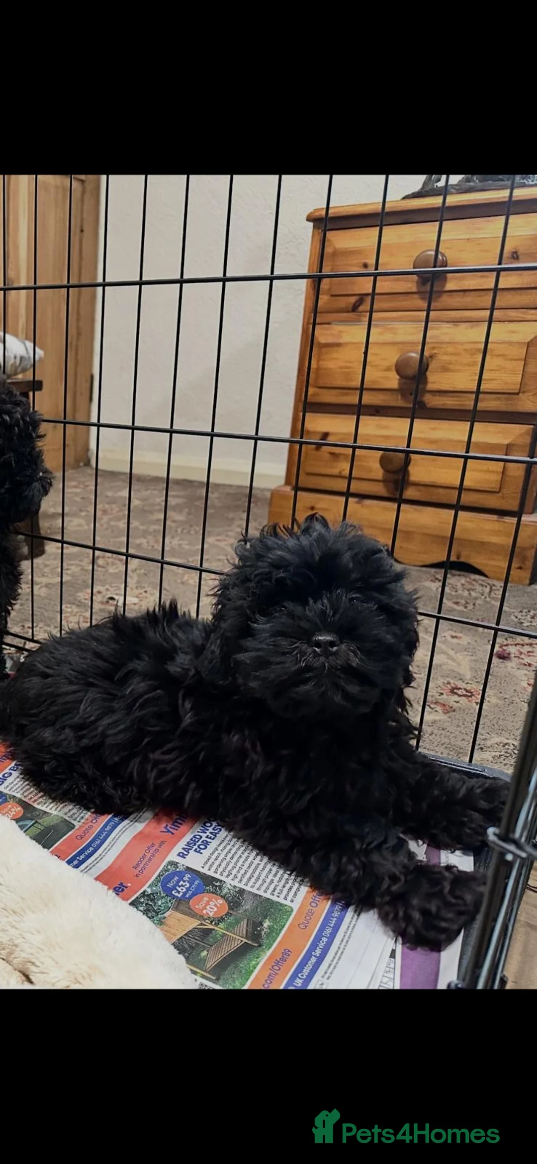Shihpoo dogs for sale: Gorgeous shihpoo puppies  - Advert 4