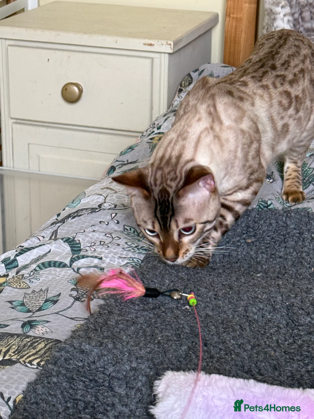 Bengal cats for sale: Stunning Snow Lynx male Bengal 💙  - Advert 4