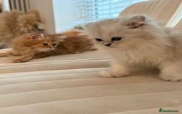 Persian cats for sale: Adorable Persian Kittens  - Image 4