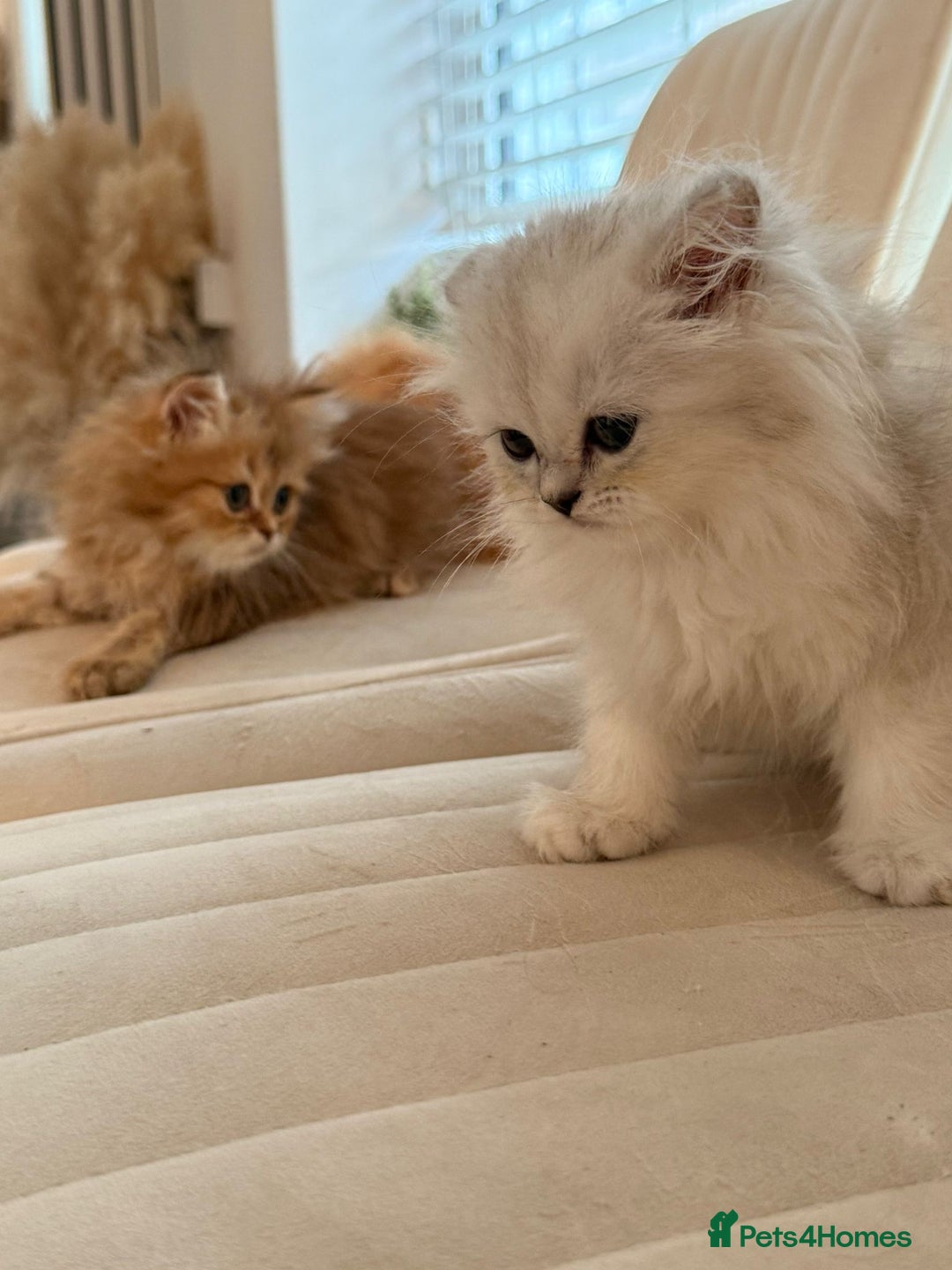 Persian cats for sale: Adorable Persian Kittens  - Image 4