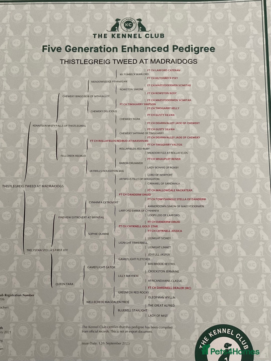 Cocker Spaniel dogs for stud: KC Registered Working Blue Roan Cocker Spaniel  - Advert 2