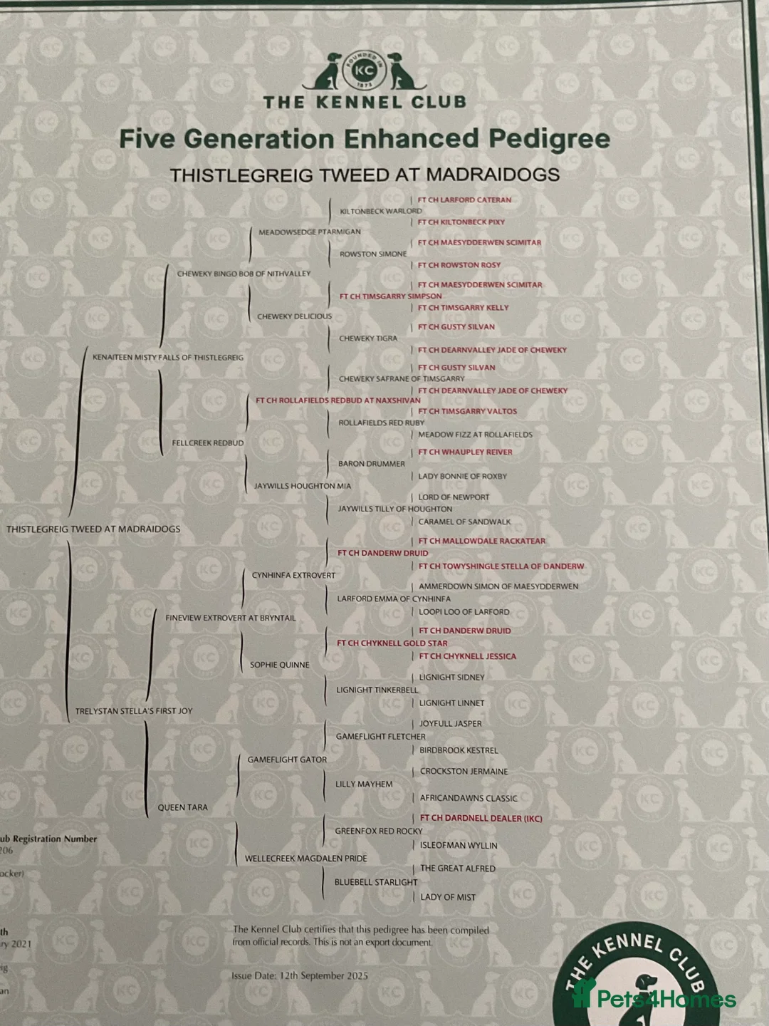 Cocker Spaniel dogs for stud: KC Registered Working Blue Roan Cocker Spaniel  - Advert 2