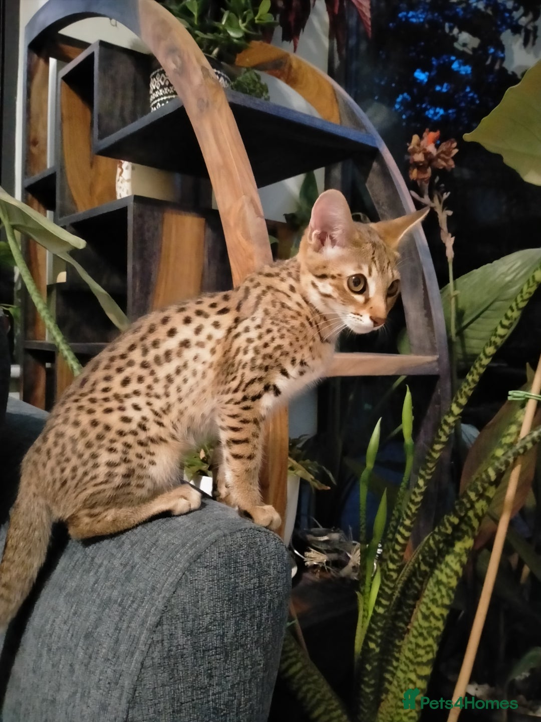 Savannah cats for sale: F3 savannah girls Tica reg + silver boy - Image 18