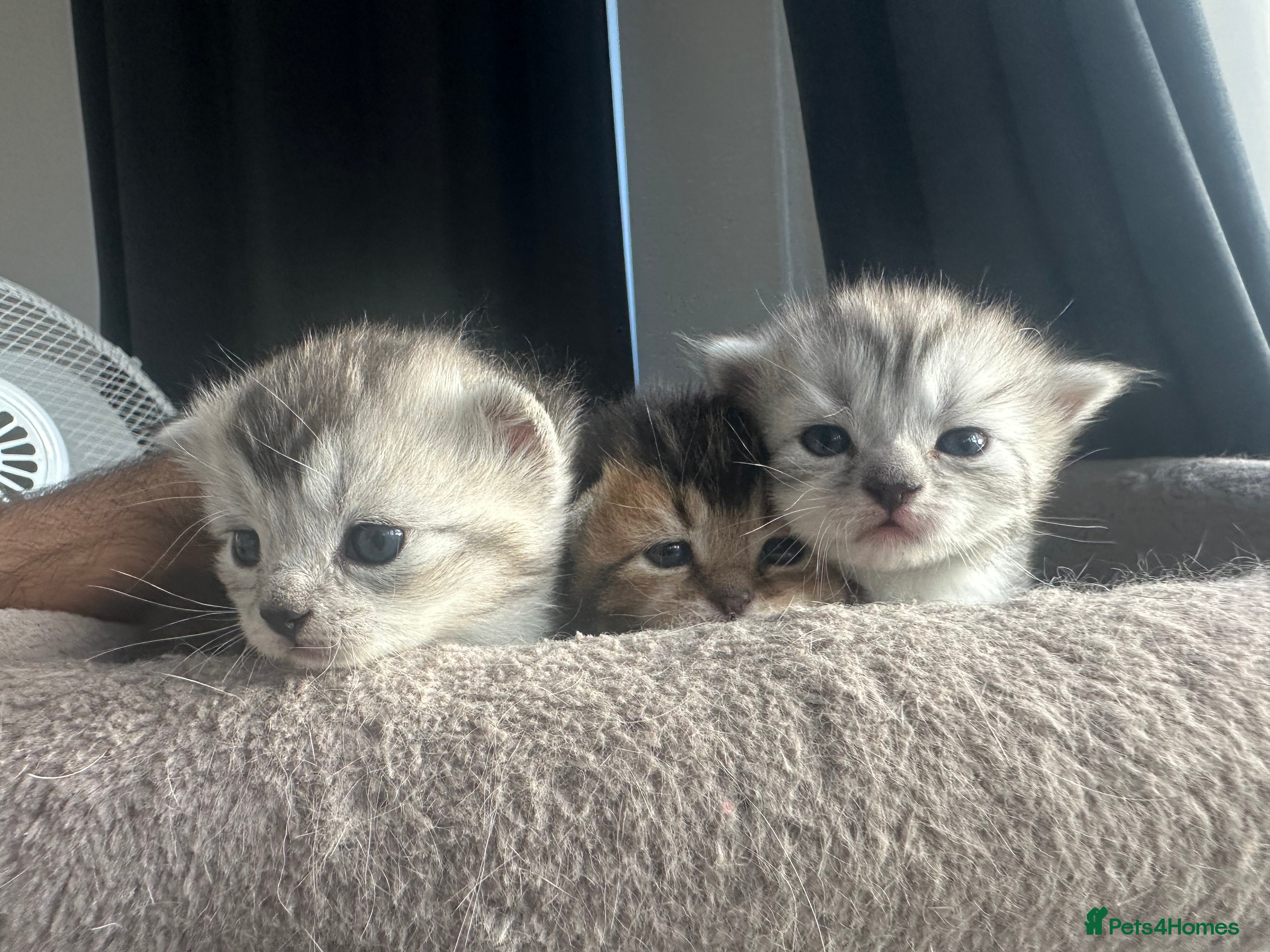 Mixed Breed cats Rare British Longhair x Scottish straight Kittens✨ - Advert 9