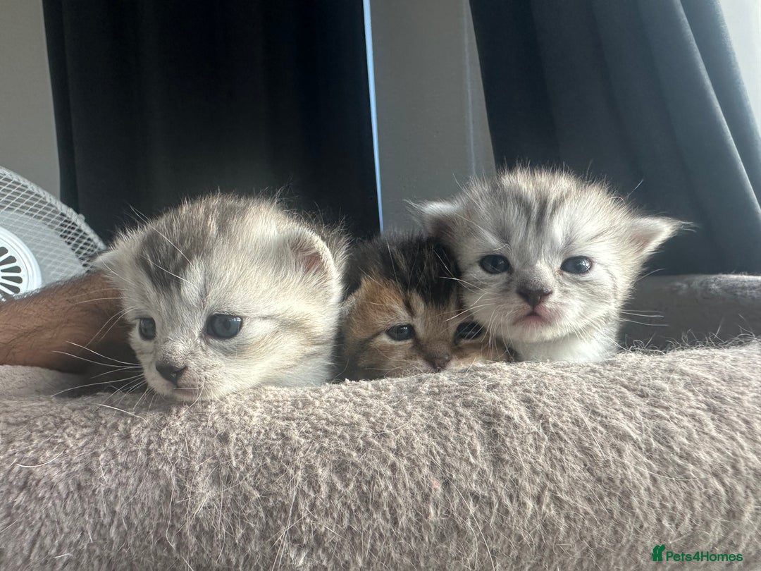 Mixed Breed cats for sale: Rare British Longhair x Scottish straight Kittens✨ - Image 1