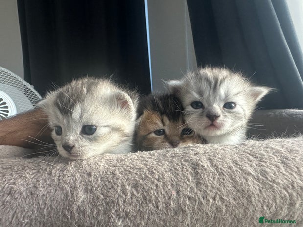 Mixed Breed cats - Advert 16