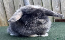 Mini Lop rabbits for sale: TOP QUALITY baby mini lops - Image 12