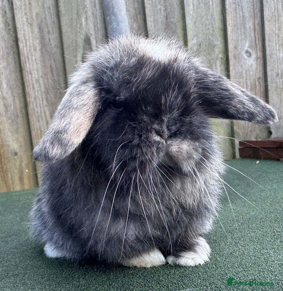 Mini Lop rabbits for sale: TOP QUALITY baby mini lops - Image 12