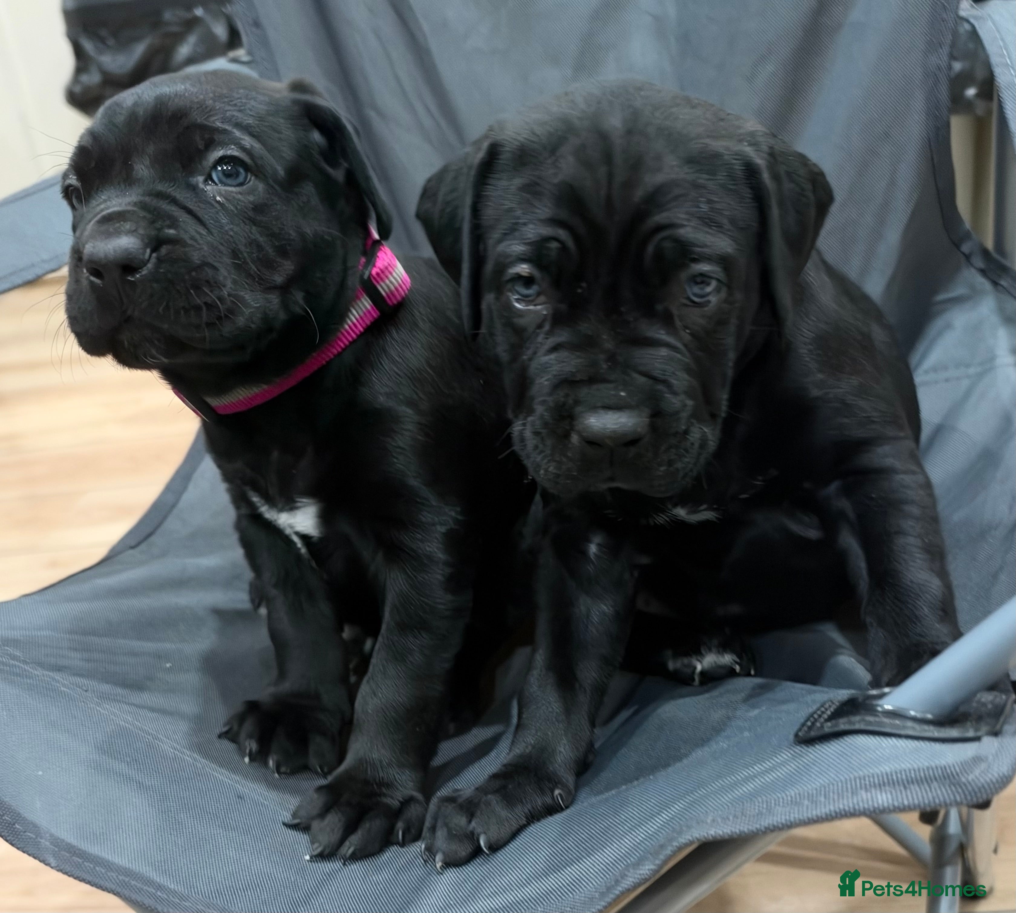 Cane Corso dogs for sale: CANE CORSO CHAMPION BLOODLINE PEDIGREE PUPPIES  - Advert 2