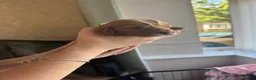 Cockapoo dogs for sale: 8 Beautiful F2 Cockapoos  - Advert 24