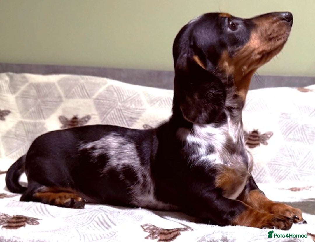 Miniature Dachshund dogs for sale: Ruby and Marley pups - Advert 29