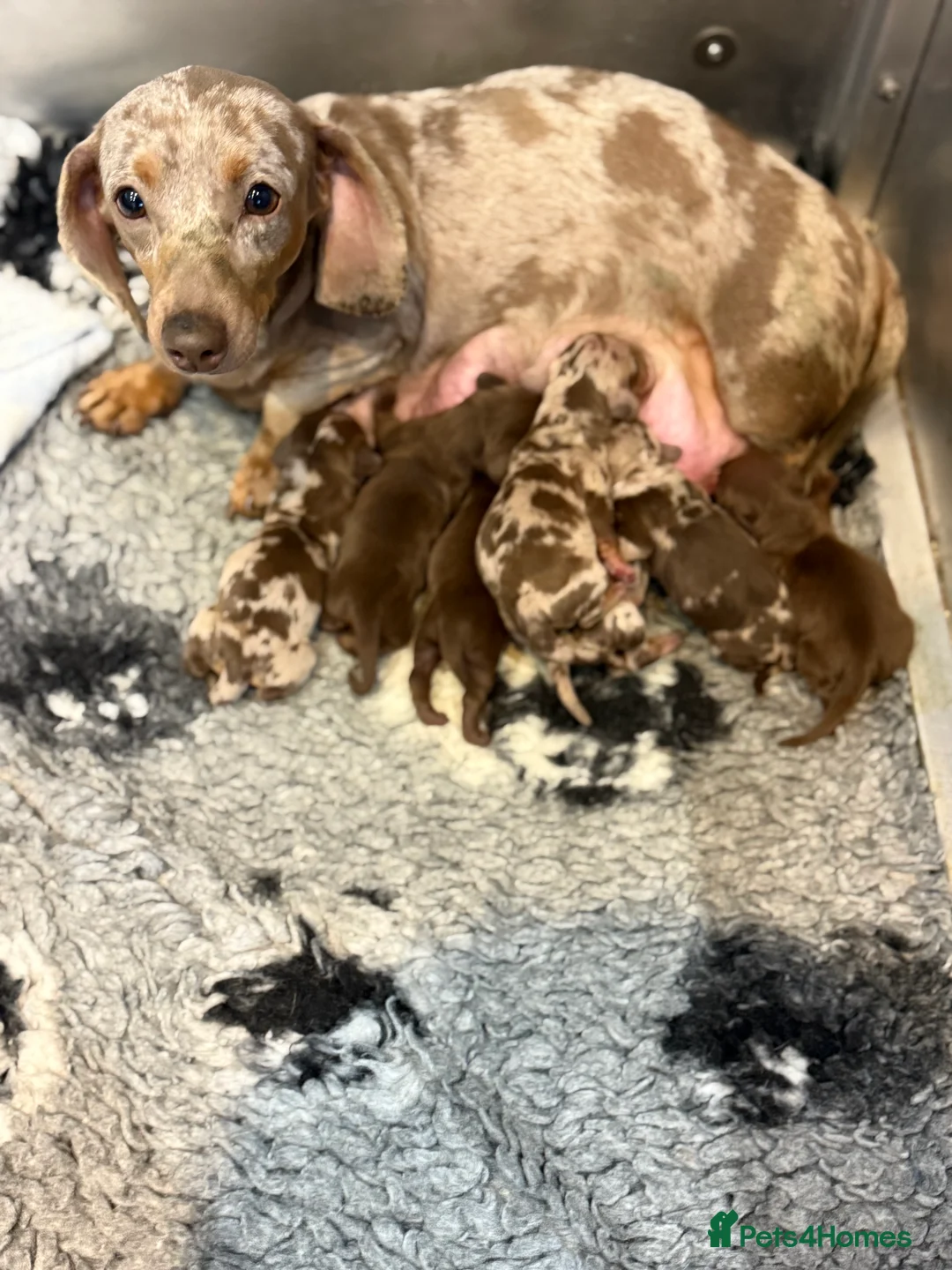 Miniature Dachshund dogs for sale: Stunning kennel club registered mini dachshunds  - Advert 2