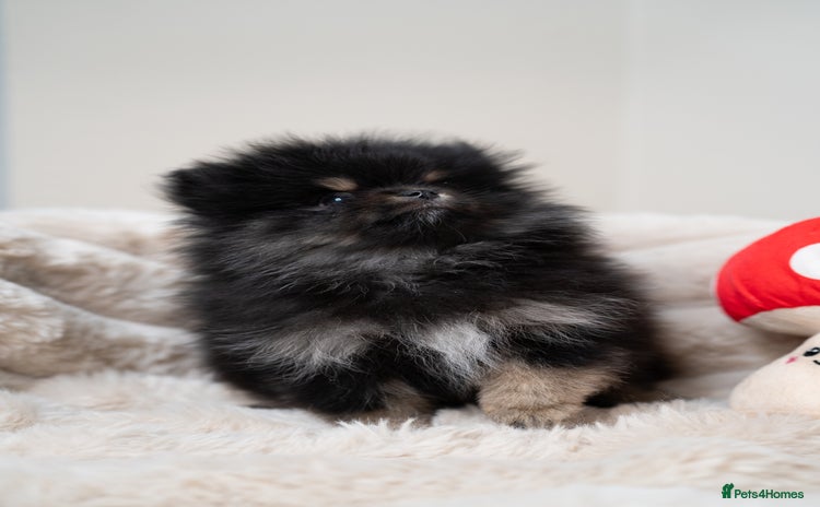 Pomeranian dogs - Advert 5