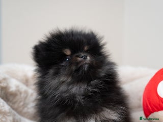 Pomeranian dogs - Advert 5