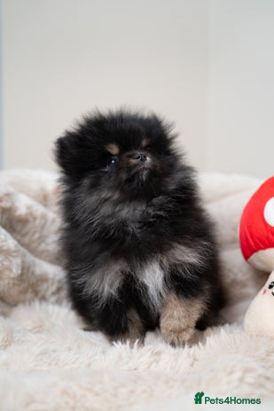 Pomeranian dogs - Advert 5