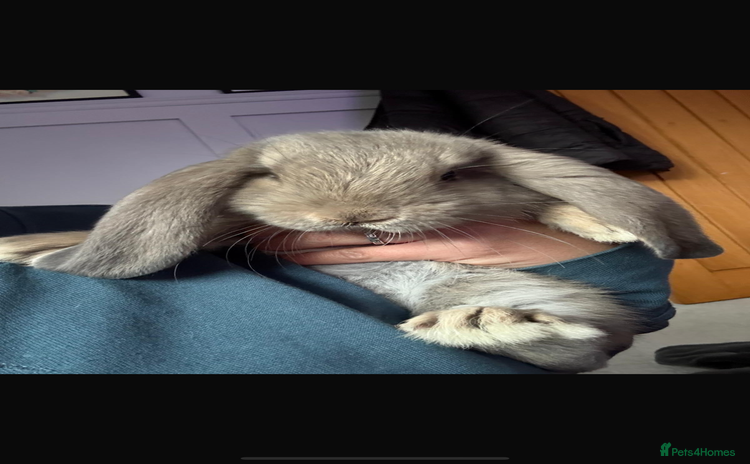 French Lop rabbits - Advert 9