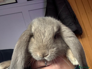 French Lop rabbits - Advert 2