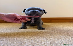 Staffordshire Bull Terrier dogs for sale: Gorgeous KC Reg/Health Tested Blue SBT Puppies - Image 19