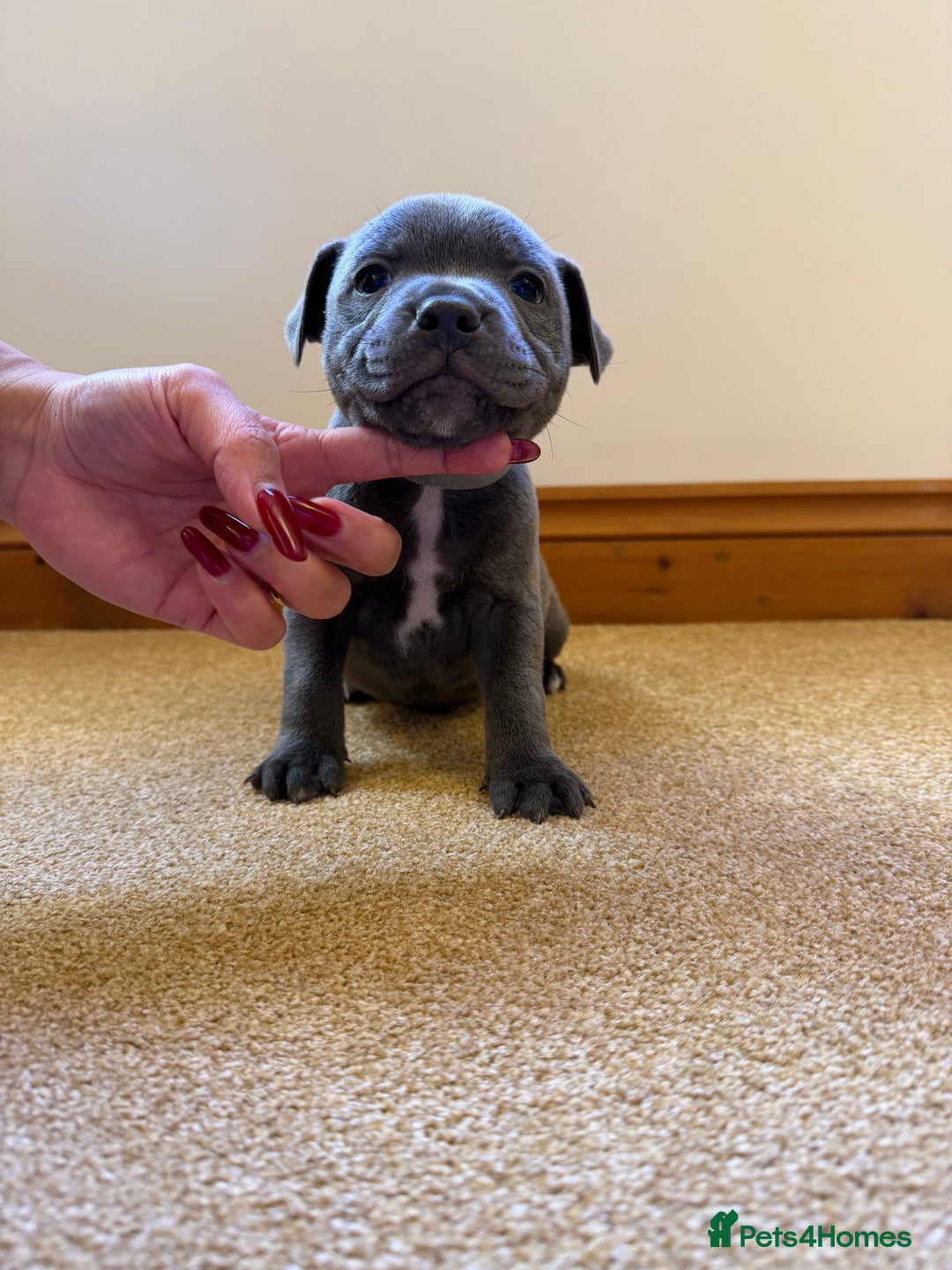Staffordshire Bull Terrier dogs for sale: Gorgeous KC Reg/Health Tested Blue SBT Puppies - Image 19