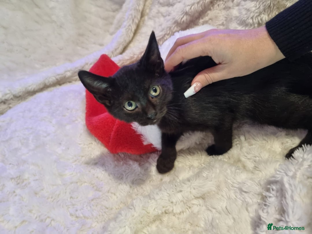 Lykoi cats for sale: Lykoi British short-haired kittens - Advert 9